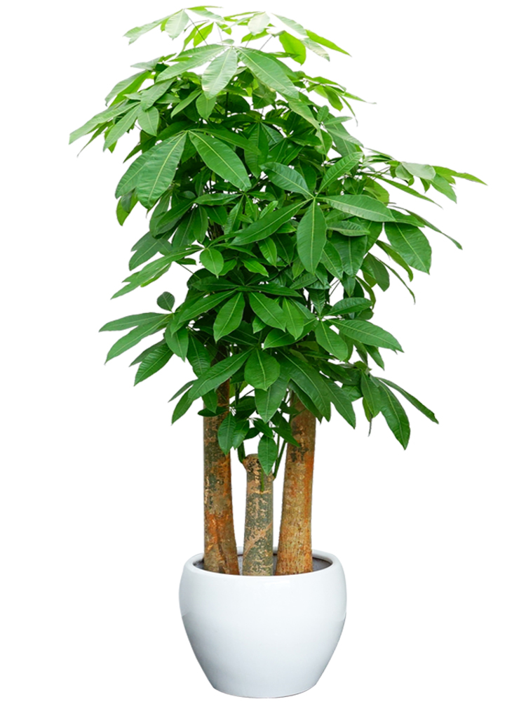 長沙花卉租擺——綠植租擺-辦公樓擺花-三桿發財樹大型植物盆栽喬遷送禮花卉